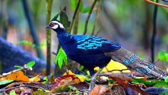 ស្វែងយល់ពីសត្វព្រៃដ៏កម្រជាមួយនឹងសំណើពិសេសមួយ។