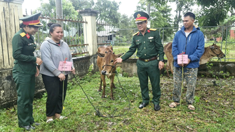 Đoàn Kinh tế-Quốc phòng 710 bàn giao 34 con bò sinh sản cho hộ nghèo