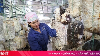 Hà Tĩnh nhân rộng mô hình trồng nấm