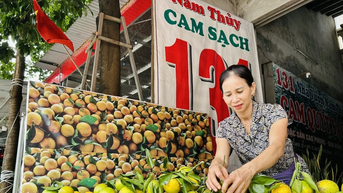 Tích cực chuẩn bị Lễ hội cam Cao Phong 2025