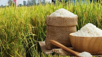 Giá lúa gạo hôm nay ngày 8/11: Gạo đi ngang, lúa tươi vững giá