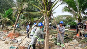 Quảng Ngãi: Dựng lại cây xanh, khẩn trương khắc phục ô nhiễm môi trường sau bão