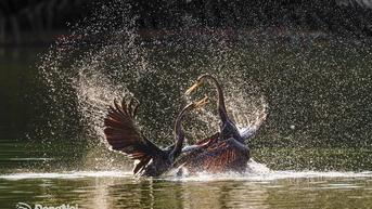 Tuyệt mỹ vũ điệu thiên nhiên hoang dã