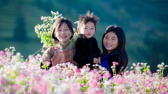 Mê mẩn vẻ đẹp Làng Lô Lô Chải mùa hoa tam giác mạch
