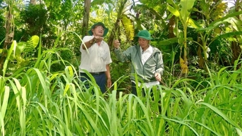 Lưu giữ 'tổ tiên' của cây lúa