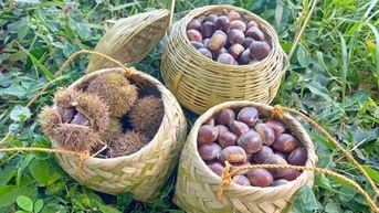 Hạt dẻ Cao Bằng: Sinh kế thoát nghèo của người dân miền núi