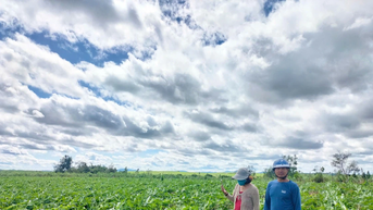 Hơn 11.800 ha cây trồng ở Gia Lai bị thiệt hại do bão Kalmaegi