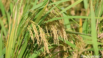 Giá lúa gạo hôm nay 8/11/2025: Gạo có xu hướng tăng trở lại