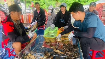 'Thủ phủ' tôm hùm những ngày sau bão quét qua
