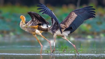 Thi ảnh thiên nhiên hoang dã không phải để săn ảnh