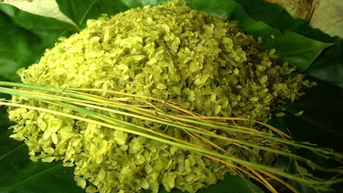 រដូវ​ស្រូវ​បៃតង​ចូល​មក​ដល់...