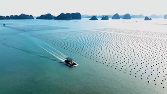 Mở lối cho canh tác biển Việt Nam