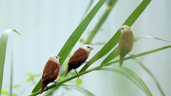 Những cánh chim Di bên sông Hàn