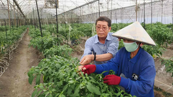 Nông nghiệp đô thị chuyển mình