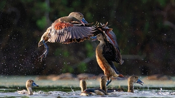 ការថតរូបសត្វព្រៃមិនមែនសម្រាប់ការបរបាញ់រូបថតទេ។