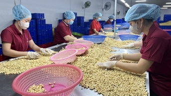 Vị thế đặc biệt của ngành điều Việt Nam