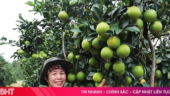 Cam Thượng Lộc được mùa, được giá