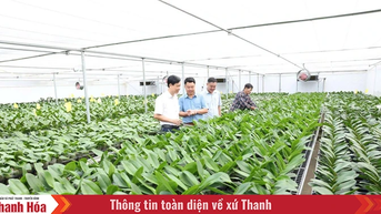 Phát huy vai trò của Hội Nông dân trong phát triển kinh tế tập thể