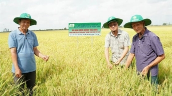 Người giữ lửa miền Tây: Nâng tầm hạt gạo, giữ hồn Đờn ca tài tử