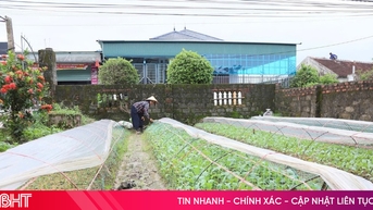 Giữ nguồn rau sạch cho thị trường trong mùa mưa
