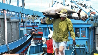 Hợp tác quốc tế phát triển nghề cá Việt Nam minh bạch, bền vững