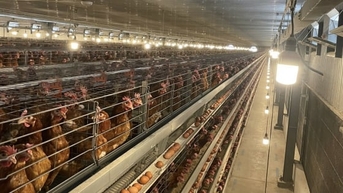 បច្ចេកវិជ្ជាឆ្លាតវៃជួយបង្កើនការចិញ្ចឹមមាន់ពង