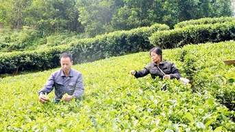 រួមដំណើរប្រជាជន Thanh Ba ឲ្យរួចផុតពីភាពក្រីក្រប្រកបដោយនិរន្តរភាព