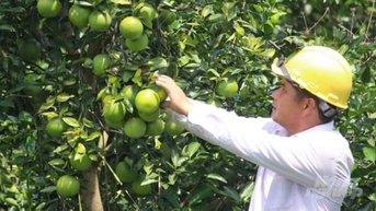 Kỳ tích tái cơ cấu cây trồng trong 'thập kỷ vàng'