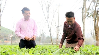 Tuyên Quang: Thúc đẩy phát triển sản xuất, giảm nghèo bền vững nhờ chương trình tín dụng chính sách