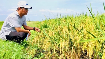 សាបព្រួសចំណេះដឹង ប្រមូលផលមាសនៅលើដីគុយបា