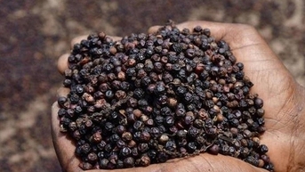 Giá tiêu hôm nay 10/11: Thị trường ổn định, cao nhất 147.000 đồng/kg