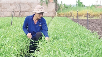 ការលុបបំបាត់ការលំបាកសម្រាប់បន្លែសុវត្ថិភាព