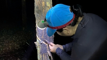 តម្លៃកៅស៊ូថ្ងៃនេះ ថ្ងៃទី 10 ខែវិច្ឆិកា ឆ្នាំ 2025៖ ទីផ្សារអាស៊ីកើនឡើងបន្តិច