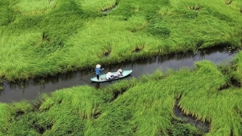 Sinh kế xanh ở Ramsar Láng Sen