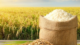 Giá lúa gạo hôm nay 10/11: Giao dịch trầm lắng, giá đi ngang