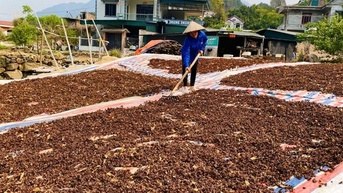 Phát triển mô hình trồng hồi giúp nhiều hộ dân thoát nghèo