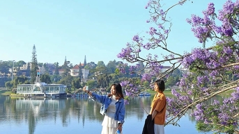 ខ្យល់ព្យុះ​បោកបក់​ដើមឈើ phoenix ពណ៌​ស្វាយ​ដ៏​ល្បីល្បាញ​នៅ​ទីក្រុង Da Lat អ្នក​ទេសចរ​មាន​អារម្មណ៍​សោកស្ដាយ