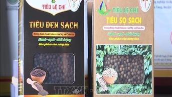 Giá giảm, xuất khẩu hồ tiêu vẫn duy trì đà tăng trưởng trên 25%