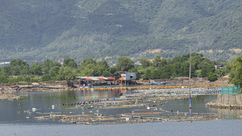 Người dân thả bè, phao nhử vẹm trên sông Tắc, sông Quán Trường: Nhận hỗ trợ và cam kết tự tháo dỡ