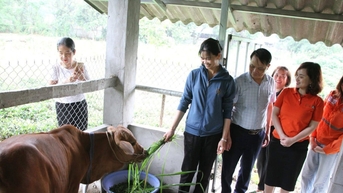 ថៃ ង្វៀន៖ ផ្គត់ផ្គង់​ជីវភាព​ស្ត្រី​ជនជាតិ​ភាគតិច​ឲ្យ​រួច​ផុត​ពី​ភាព​ក្រីក្រ