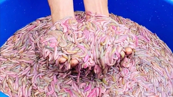 កសិករ Ha Dong រកបានរាប់ពាន់លានពីដង្កូវឈាម