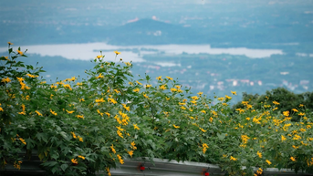 ផ្លូវនៃផ្កាឈូករ័ត្នព្រៃដែលរីកពណ៌លឿងភ្លឺនៅក្នុងឧទ្យានជាតិបាវី