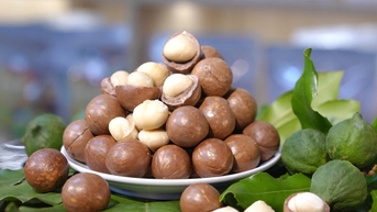 Nhãn hiệu chứng nhận “Mắc ca Lâm Đồng" - Đòn bẩy để “Kim cương xanh” vươn tầm quốc tế