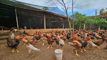 Khẳng định vị thế ngành chăn nuôi trên bản đồ kinh tế nông nghiệp