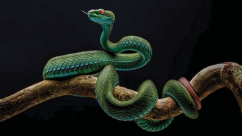 រូបថត​ពស់ថ្លាន់​កន្ទុយ​ក្រហម​ពណ៌​បៃតង​លេខ​១ បំពាន​ច្បាប់​ប្រកួត​សត្វព្រៃ​វៀតណាម​ត្រូវ​បាន​ដកហូត​