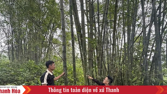 Quý Lương bảo vệ rừng và nâng cao hiệu quả kinh tế lâm nghiệp