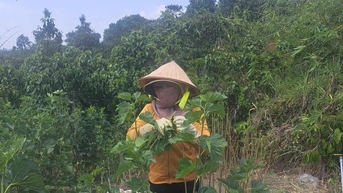 Mô hình trồng dâu, nuôi tằm giúp phụ nữ vươn lên