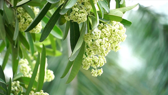 Hoa sữa nở giữa đời gió mưa