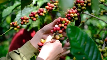 Giá nông sản ngày 11/11/2025: Cà phê tăng nhẹ, hồ tiêu ổn định