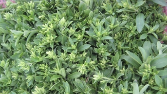 ដំណោះស្រាយផ្អែមធម្មជាតិសម្រាប់សុខភាព
